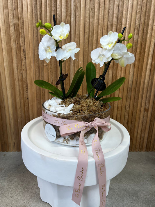 Potted Orchids