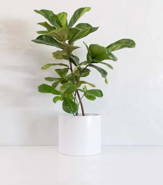 Fiddle Leaf Fig