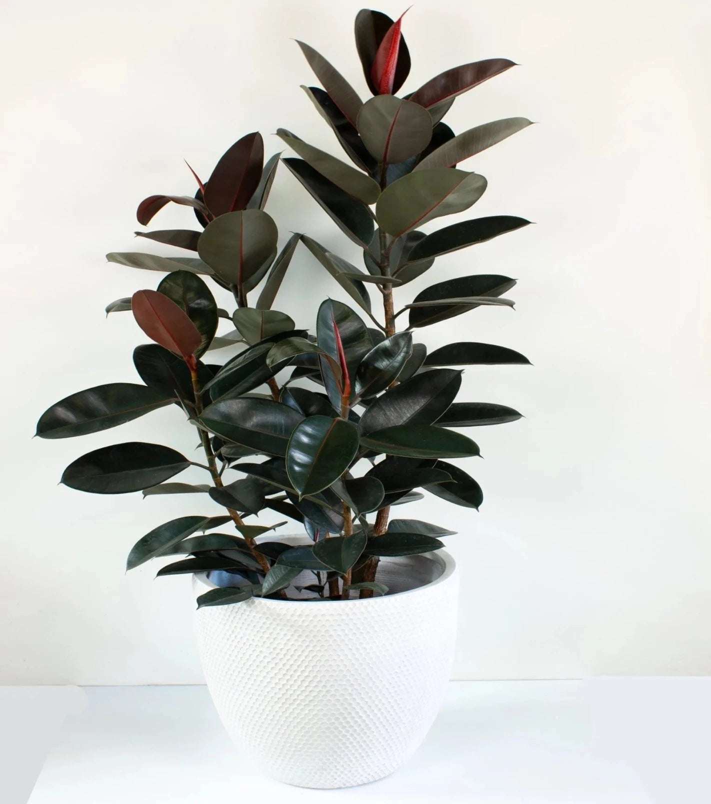 Ficus Elastica