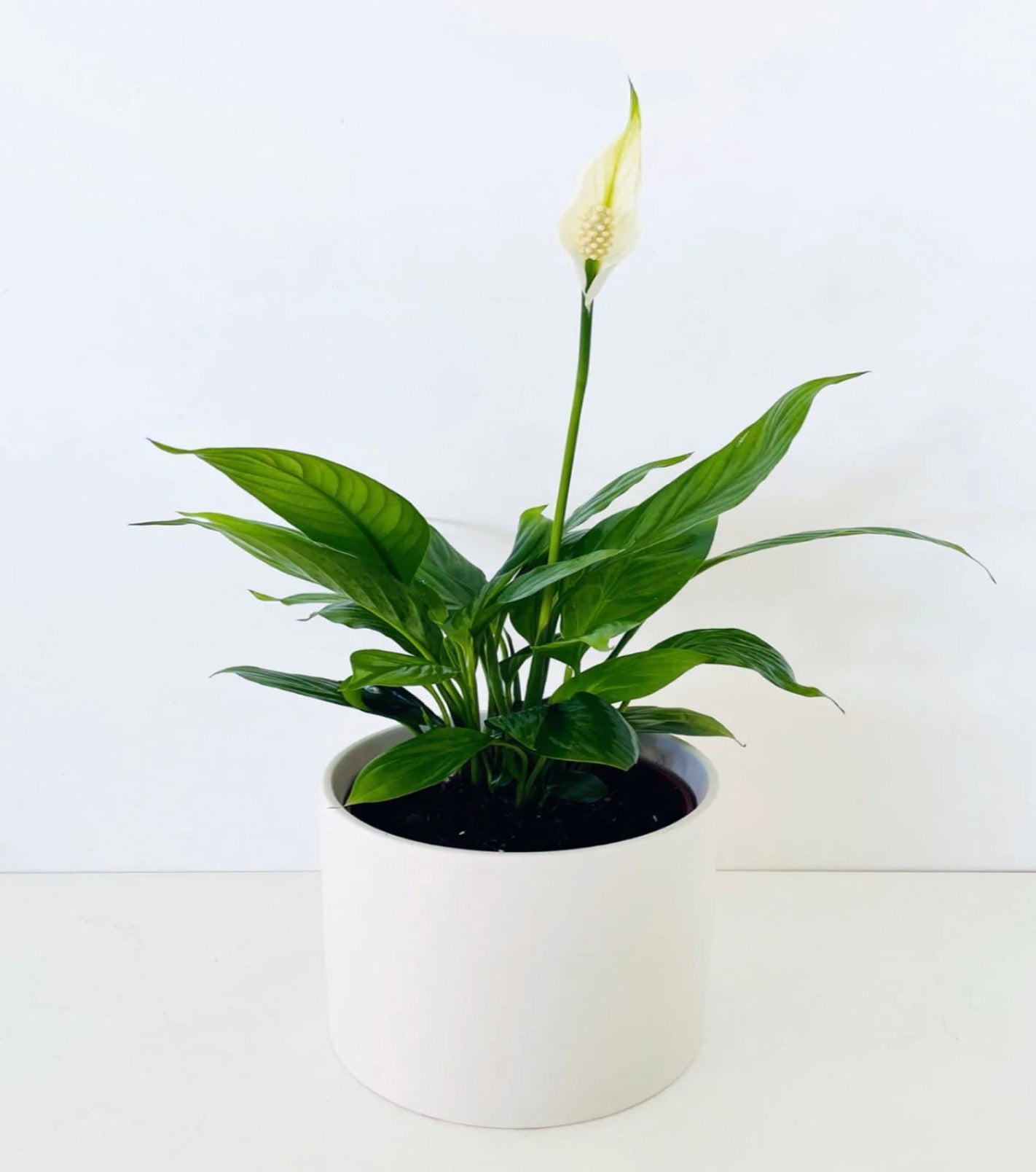 Peace Lily